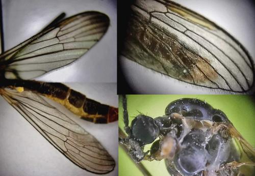 Chioneinae